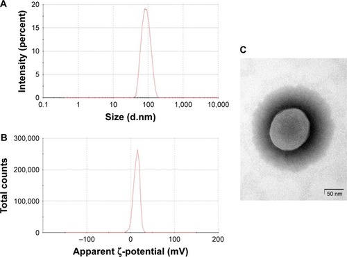 Figure 2 Physical characteristics of the YSK05/12-LNP.Notes: Particle size (A) and ζ-potential distribution (B), as detected by DLS and the morphology of LNPs, as observed by TEM (C). The YSK05/12-LNP used for these measurements was prepared by means of the t-BuOH dilution method. It has the following composition: YSK05/YSK12-C4/Cholesterol/mPEG2k-DMG=50:20:30:2 mol% of total lipids and the following characteristics: size, 82.75 nm; number mean, 63.24 nm; PDI, 0.079; ζ-potential, 13.5 mV; EE of siRNA, 99.46%. Scale bars: 50 nm (C).Abbreviations: DLS, dynamic light scattering; EE, encapsulation efficiency; LNP, lipid nanoparticle; mPEG2k-DMG, 1,2-Dimirystoyl-sn-3-glycero methoxypolyethyleneglycol 2000 ether; PDI, polydispersity index; siRNA, short interfering RNA; t-BuOH, tertiary butanol; TEM, transmission electron microscopy.