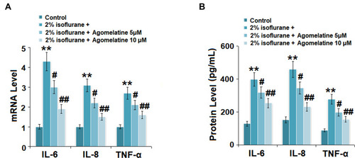 Figure 5 Agomelatine inhibited isoflurane-induced expression and production of pro-inflammatory cytokines such as IL-6, IL-8, and TNF-α. Cells were treated with 2% isoflurane in the presence or absence of agomelatine (5, 10 μM) for 24 h. (A) mRNA of IL-6, IL-8, and TNF-α (N=5). (B) Secretions of IL-6, IL-8, and TNF-α as measured by ELISA (N=5, **, P<0.01 vs control group; #, ##, P<0.05, 0.01 vs isoflurane group).