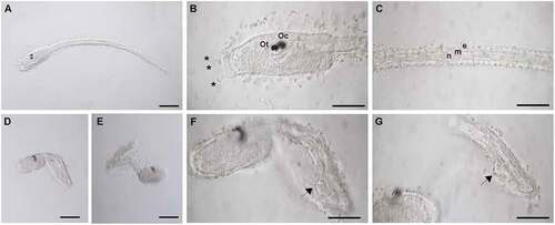 Figure 1. Morphological evaluation of TCPP’s effects on Ciona robusta development. Morphology of control (A–C) and treated (D–G) larvae. (A) Control larva developed in in 0.1% DMSO in ASWH. (B) Magnification of the trunk of a control larva in which the otolith (Ot) and the ocellus (Oc) are observable as well as the three anterior papillae (*). (C) magnification of the tail of a control in which epidermis (e), muscle (m) and notochord (n) are visible; (D, E) malformed larva developed in 25 µg/mL TCPP; (F, G) magnification of malformed larvae displaying a large ovoid cell (arrow) at tail bend point. Scale bars: A, D, E = 100 µm; B, C, F, G = 50 µm  .