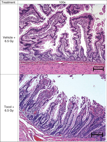 Figure 7. Effect of tocol treatment on jejunal tissue in irradiated nonhuman primates (NHPs) is shown. NHPs were treated with tocol or vehicle 24 h before 6.5 Gy whole-body 60Co γ-radiation. Jejunal samples of vehicle-treated NHP were collected on day 17 as a result of moribundity and tocol-treated NHP samples were collected on day 60 post-irradiation at the time of termination of the experiment. Tissue samples were fixed and processed for hematoxylin and eosin stained sections for assessment. Tocol-treated NHP jejunum has better structural organization cellularity compared with vehicle control.