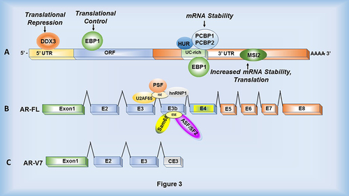 Figure 3. RNA-binding proteins that interact with the Androgen Receptor mRNA. (a) Various RNA-binding proteins including DDX3, EBP1, HuR, PCBP1/2 and MSI2 interact with AR mRNA within the 5ʹUTR, ORF and 3ʹUTR to control translation and stability. (b) Splicing factors including U2AF65 and hnRNP1 interact with an intronic splicing enhancer (ISE) while Sam68 and ASF/SF2 interact with an exonic splicing enhancer (ESE) located within the 3’ splice site of exon 3b. This results in cryptic exon splicing and generation of AR-V7 variant. PSF is predicted to bind within intron 3. (c) mRNA structure of AR-V7 lacking exons 5 through 8 (the ligand binding domain).