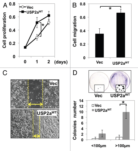 Figure 1 Enforced USP2aWT expression enhanced tumorigenesis in T24 human bladder cancer cells. (A) Proliferation rate in T24 bladder cancer cells transiently engineered to express USP2aWT, T24-USP2aWT and Vec (vector only), T24-Vec. Cells were serum starved for 16 h before changing into growth medium. At the indicated time points, cells were fixed and stained with crystal violet solution. (B) Cell migration capability of T24-USP2aWT and T24 Vec cells were analyzed using gelatin-coated invasion chamber kit (company) as described in the Materials and Methods section. (C) Migration was compared in T24-USP2aWT and T24 Vec cells by a wound-healing assay. (D) T24-USP2aWT and T24-Vec cells were seeded at low density and incubated for colony formation for 7 d. After fixing and staining cells, number of colonies was counted. Representative images were shown. Asterisks in this figure indicate p < 0.05.