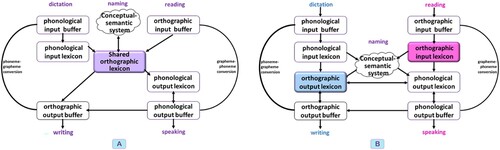 Figure 4. (a) A shared orthographic lexicon (b) Separate orthographic input lexicon and orthographic output lexicon.