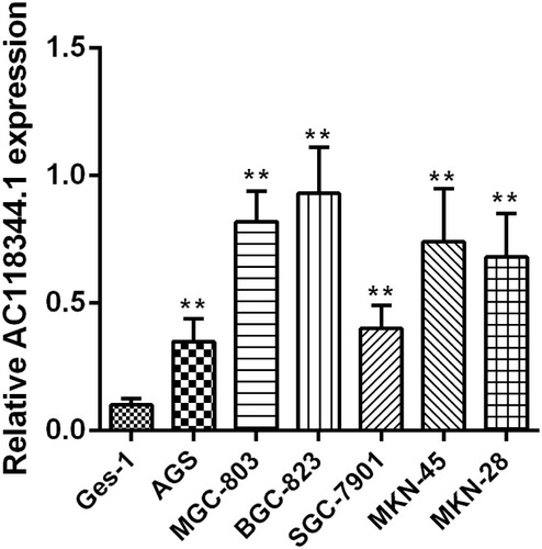 Figure 1 Upregulation of AC118344.1 expression in 6 human gastric cancer cells. **Indicates p <0.01.