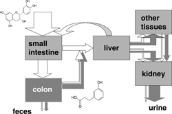 Figure 3 Compartments involved in the metabolism of plant phenols. A flavonoid that is well absorbed in the small intestine (e.g., quercetin-3-glucoside) is chosen as an example. White arrows depict the flow of flavonoids with an intact ring system inside the body. Gray arrows depict the flow of colonic metabolites, the phenolic acids. The width of the arrows indicate the relative importance of these two different classes of metabolites, however, experimental data are still far from complete (Hollman, 2001).