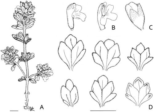 Figure 9. Iconography of Euphrasia ultima. (A), entire plant, (B) flowers, (C) fruit, (D) lower-most bracts (for the right lower one the abaxial surface is shown). Scale bars are 5 mm.