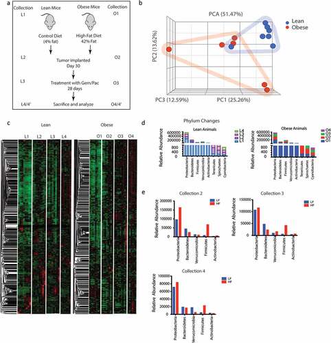 Figure 1. Obesity induced change in gut microbiome: Schematic diagram showing timeline of the experiment (a). High fat diet changed the gut microbiome in C57Bl6 mice (b). Differences in the microbial composition can be visualized in the heat map L1 = 1st collection in lean mice before tumor implantation; L2 = 2nd collection in lean mouse after 1 month of diet; L3 = 3rd collection before start of Gem/Pac therapy in lean mouse, L4 = Final collection after sacrificing in lean mouse. O1 = 1st collection in obese mice before tumor implantation; O2 = 2nd collection in obese mouse after 1 month of diet; O3 = 3rd collection before start of Gem/Pac therapy in obese mouse, O4 = Final collection after sacrificing in obese mouse (c). Dynamic changes in gut microbiome in phylum over the collection period (d,e).