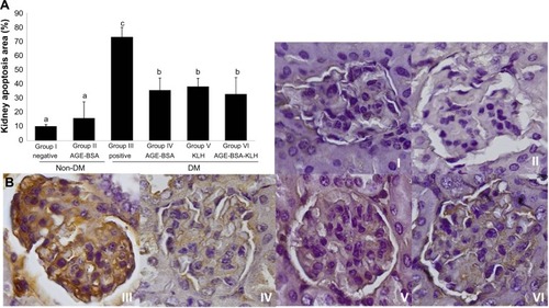 Figure 5 Immunization of AGE-BSA, KLH, and AGE-BSA-KLH decreased kidney cells apoptosis.