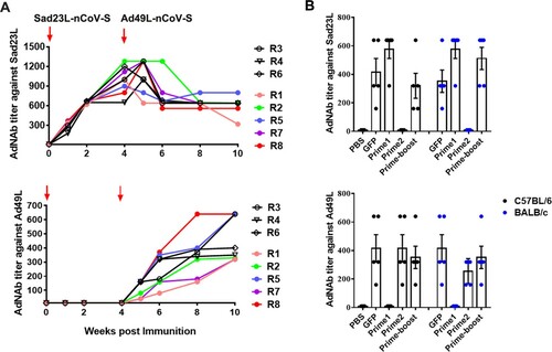Figure 7. AdNAb responses to Ad vectors. Serum AdNAb titers to Sad23L and Ad49L vectors were measured in macaques (A) immunized by prime-boost inoculation or in C57BL/6 and BALB/c mice (B) 4 weeks post prime only or prime-boost vaccination with two vaccines or vectorial controls.