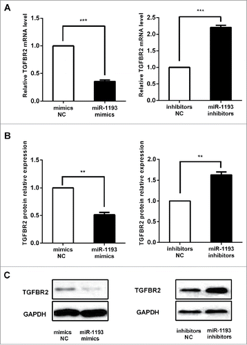 Figure 5. Alteration of hsa-miR-1193 changed TGFBR2 mRNA and protein expression. (A) In HT-29 cells, TGFBR2 mRNA levels were repressed significantly by hsa-miR-1193 mimics. Upon inhibition of hsa-miR-1193, transcript levels of endogenous TGFBR2 increased. (B) Quantitative analysis showed that TGFBR2 protein expression in HT-29 cells transfected with hsa-miR-1193 mimics decreased compared with the mimics-NC. TGFBR2 protein increased in hsa-miR-1193 inhibitor transfected HT-29 cells compared with inhibitors-NC. (C) Representative pictures of TGFBR2 protein expression as detected by western blot. NC: negative control. **P < 0.01, ***P < 0.001.