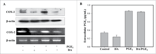 Figur 3. DA treatment blocks the expression of COX-2. (A) Cells were treated with 1 μM of PGE2 and 10 μM of DA, and immunoblot was performed on protein lysates using an antibody specific for COX-2. Total RNA was extracted from HL-60 cells, and RT-PCR was performed. PCR products were separated on 1% agarose gel for visualization. (B) Cells were pretreated with DA prior to treatment with PGE2 and the supernatants collected to measure extracellular PGE2 levels using an EIA kit. Values are the means SD from 3 independent experiments.