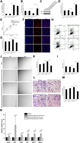 Figure 4 Restoration of ITGA9 expression reverses the increased cell proliferation and migration, and decreased apoptosis in HMEC-1 transfected with miR-146a-3p. (A) Relative expression levels of miR-146a-3p miRNA after miR-146a-3p-mimic+pLVX-vector transfection and miR-146a-3p-mimic+pLVX-ITGA9 transfection analyzed by miqRT-PCR. ***P < 0.001. (B) Relative mRNA expression level of ITGA9 after miR-146a-3p-mimic+pLVX-vector transfection and miR-146a-3p-mimic+pLVX-ITGA9 transfection analyzed by qRT-PCR. *P < 0.05; **P < 0.01. (C and D) Expression levels of ITGA9 protein after miR-146a-3p-mimic+pLVX-vector transfection and miR-146a-3p-mimic+pLVX-ITGA9 transfection examined by Western blot. Expression levels of ITGA9 protein were normalized to β-actin. **P < 0.01; ***P < 0.001. (E) The cell viability of survival HMEC-1 cells assessed by CCK-8 assay after miR-146a-3p-mimic+pLVX-vector transfection and miR-146a-3p-mimic+pLVX-ITGA9 transfection daily over a 96-h period. *P < 0.05; ***P < 0.001. (F and G) The percentage of EDU-positive cells after miR-146a-3p-mimic+pLVX-vector transfection and miR-146a-3p-mimic+pLVX-ITGA9 transfection. Blue: nuclear staining with Hoechst. Red: EdU, 5-ethynyl-2′-deoxyuridine. Scale bar =100 μm. ***P < 0.001. (H and I) The cell apoptosis assessed by Annexin V-FITC/PI apoptosis detection kit after miR-146a-3p-mimic+pLVX-vector transfection and miR-146a-3p-mimic+pLVX-ITGA9 transfection. FITC, fluorescein isothiocyanate. PI, propidium iodide. *P < 0.05; ***P < 0.001. (J and K) The percentage of wound closure rate assessed respectively at 0h and 24h by wound healing assay after miR-146a-3p-mimic+pLVX-vector transfection and miR-146a-3p-mimic+pLVX-ITGA9 transfection. *P < 0.05; ***P < 0.001. (L and M) The number of migrated HMEC-1 after miR-146a-3p-mimic transfection. *P < 0.05; ***P < 0.001. (N) Relative expression levels of mRNA for cdc42, ki67, FAK, Src, RAC1 and RhoA after miR-146a-3p-mimic+pLVX-vector transfection and miR-146a-3p-mimic+pLVX-ITGA9 transfection analyzed by qRT-PCR. *P < 0.05; **P < 0.01. N=6 for all.