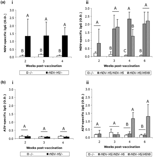 Figure 3. Duodenal antibody-mediated immunity of chickens vaccinated at 1 day old with rNDV-H5 and boosted or not at 2 weeks old according to different vaccination regimens. Note: Birds were challenged at 4 weeks p.v. in the first trial (i) and at 6 weeks p.v. (ii) in the second trial, with 106 EID50 of the H5N1 HPAI (A/Duck/Hungary/1180/2006) strain. Data represent mean ± standard deviation of absorbance values determined by ELISA test specific to NDV (3a) and AIV (3b) at specified time points p.v. (n = 4). The rNDV-H5/iH5N9 group was not tested at 2 weeks p.v. The immunoglobulin response was measured in 2 −1 diluted supernatants of ex vivo duodenal tissues cultures. Titres with no common superscript uppercase letters differ significantly (P < 0.05). The rNDV-H5/– group was not tested in Trial II.