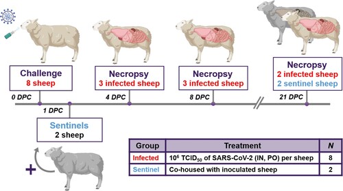 Figure 1. Study design.Note: Eight sheep were inoculated with a mixture of SARS-CoV-2/human/USA/WA1/2020 lineage A (referred to as lineage A WA1; BEI item #: NR-52281) and SARS-CoV-2/human/USA/CA_CDC_5574/2020 lineage B.1.1.7 (alpha VOC B.1.1.7; BEI item #: NR-54011) acquired from BEI Resources (Manassas, VA, USA). A 2 mL dose of 1 × 106 TCID50 per animal was administered IN and PO. At 1-day post challenge (DPC), two sentinel sheep were co-mingled with the eight principal infected animals to study virus transmission. Daily clinical observations and body temperatures were performed. Nasal/oropharyngeal/rectal swabs, blood/serum and faeces were collected at 0, 1, 3, 5, 7, 10, 14 17 and 21 DPC. Postmortem examinations were performed at 4 (3 principal), 8 (3 principal) and 21 DPC (2 principal + 2 sentinels). BioRender.com was used to create figure illustrations.