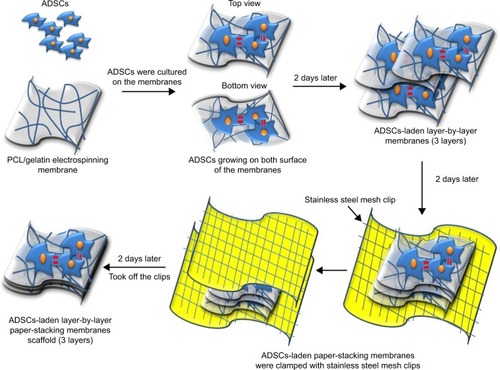 Figure 1 Schematic of fabrication procedure of the adipose-derived stem cell (ADSC)-laden layer-by-layer paper-stacking membranes three-dimensional scaffold.Abbreviation: PCL, polycaprolactone.