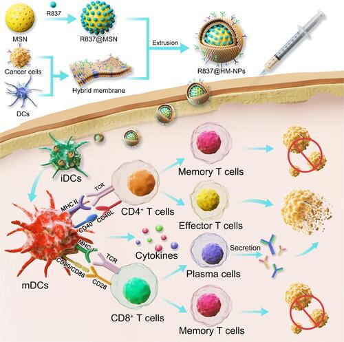 Scheme 1 Schematic illustration of hybrid membrane derived nanovaccine for enhancing cancer immunotherapy.
