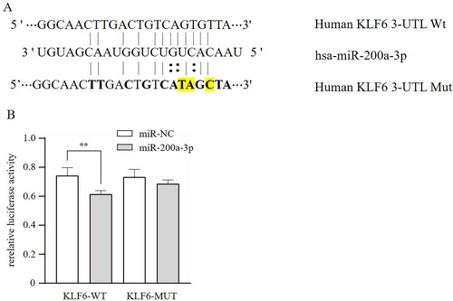 Figure 6. KLF6 is the target of miR-200a-3p. The 3′UTR of KLF6 mRNA has a base site that binds to miR-200a-3p (a); the dual luciferase activity experiment was used to confirm the targeting relationship between miR-200a-3p and KLF6 in HUVECs. ** p < 0.01.