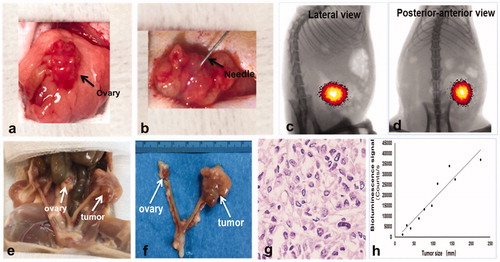 Figure 3. Ovarian cancer cells were injected into the rat ovary to create an orthotopic cancer model. (a) The left ovary was exposed by aseptic surgery. (b) 0.5–1 × 107 ovarian cancer cells were injected into the ovary through a 27 G needle. (c, d) BLI detected the bioluminescence signal of the tumor 2 weeks after the cancer cell inoculation. (e, f) Gross specimen showed the orthotopic tumors in the ovary, which was further confirmed by histologic analysis (g). (h) Regression analysis revealed a significant correlation between bioluminescence and tumor size (R2=0.9115, p < .05).
