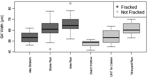 Figure 2. Length normalized gill widths by stream, categorized by stream fracking status, open circles represent outliers and whiskers indicate variability outside the upper and lower quartiles represented by the top and bottom of the boxes. The black bars in the boxes represent the median. Nested ANOVA: there was significant variation among streams but not between groups (status F1,59 = 1.316, stream F4,59 = 8.868, status p = 0.315, stream p < 0.001).