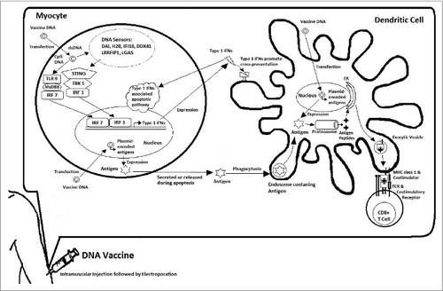 Figure 1. Immune activation following DNA Vaccination. Intramuscular administration of DNA vaccine leads to transfection of DNA plasmids encoding antigens mainly in myocytes with some transfection in dendritic cells. DNA sensors such as DAI, H2B, IFI16, DDX41, LRRFIP1, and cGAS are able to detect the presence of dsDNA in the cytosol and induce the activation of STING-TBK1 signaling cascade leading to activation of IRF3 and resulting in expression of Type I IFNs. TLR9 can recognize the unmethylated CpG DNA, which through the signaling of MyD88 activates IRF7 also resulting in expression of Type I IFNs. Dendritic cells can pick up the myocyte-expressed antigens through phagocytosis as they get secreted or released following apoptosis. The antigens are then processed and presented through MHC class I to CD8+ T cells in cross-presentation. Interestingly, this process is promoted by Type I IFNs. Alternatively, dendritic cells can be directly transfected and express the antigens, which then can be presented through MHC class I to CD8+ T cells.