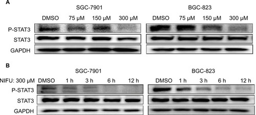 Figure 4 Western blot analysis of total STAT3 and P-STAT3 in SGC-7901 and BGC-823 cells.