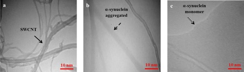 Figure 5 TEM images of SWCNT (A) α-syn/SWCNT (B) and α-syn/vitamin K1/SWCNT (C).