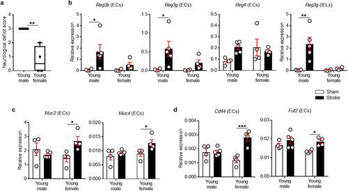 Figure 1. Stroke increases Reg (males) and mucin-related genes (females) in colonic ECs.