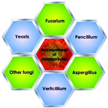 Figure 1. Examples for the major fungal species used as bionanofactory for synthesis of Ag NPs, Fusarium, Penicillium, Aspergillius, Verticillium, yeasts and other fungal species.