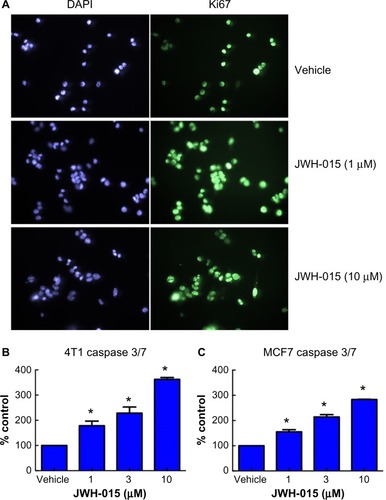 Figure 4 In vitro administration of JWH-015 induces apoptosis of breast cancer cells independent of cell cycle.