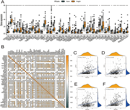 Figure 8 Correlational analysis of risk score with 46 GC common immune checkpoint genes. (A) Differential expression of the 46 immune checkpoint genes between high- and low-risk score groups. (B) Correlation of risk score with 46 immune checkpoint genes in HCC. (C–F) Correlation of risk score with the expression of PDCD1, CD274, LAG3, and CTLA4 in TCGA-HCC dataset.