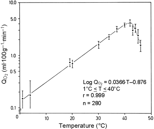 Figure 2. Temperature dependency of the O2 consumption rate of isolated ascites cells suspended in native ascites fluid (DS-sarcoma) (modified from Vaupel Citation[4]).