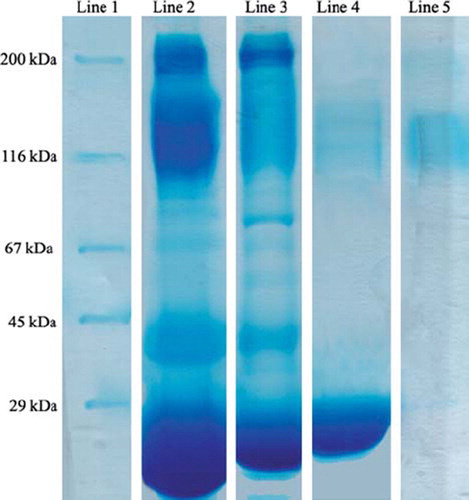 Figure 7. SDS-PAGE of serum samples before and after high-abundant protein removal. Lane 1: Protein marker. Lane 2: Crude serum. Lane 3: HIgG-depleted serum. Lane 4: Desorbed HIgG fraction. Lane 5: Standard HIgG solution.