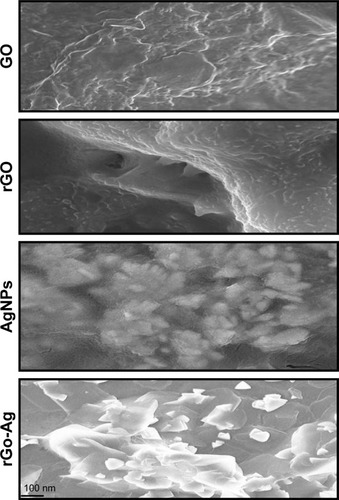 Figure 4 SEM images of GO, rGO, AgNPs, and rGO-Ag nanocomposites.Note: Representative SEM images of GO, rGO, AgNPs, and rGO-Ag nanocomposite dispersions at 500 µg/mL.Abbreviations: SEM, scanning electron microscopy; GO, graphene oxide; rGO, reduced graphene oxide; AgNPs, silver nanoparticles; rGO-Ag, reduced graphene oxide-silver.