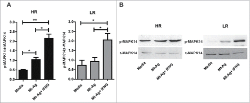 Figure 3. IFNG promotes MAPK14 phosphorylation in monocytes from HR and LR TB patients. Adherent cells from HR and LR TB patients were stimulated with sonicated M. tuberculosis (Mt- Ag, 10 µg/ml) with or without recombinant IFNG (1.8 ng/ml) for 24 h. Phosphorylated and total MAPK14 (p-MAPK14 and t-MAPK14, respectively) expressions were then measured by western blot. (A) Densitometry of the blots was performed, and the ratios of p-MAPK14 to t-MAPK14 protein expression was expressed as arbitrary units ± SEM. (B) Results from a representative HR and a LR TB patient are shown. *P < 0.05. P values were calculated using one-way ANOVA with the post hoc Tukey multiple comparisons test.