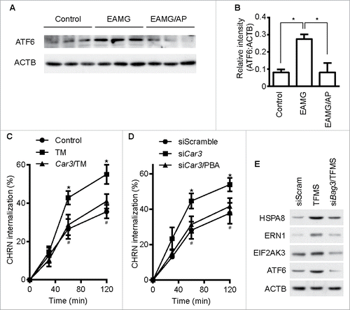 Figure 8. CAR3 regulates endocytosis of CHRN through ER stress. (A) Gastrocnemius from mice was homogenized in lysis buffer containing 1% NP-40, subject to SDS-PAGE and immunoblot analysis with the indicated antibody. (B) Densitometric quantification of the indicated proteins over ACTB was performed using ImageJ. (C) C2C12 cells were transiently transfected with the indicated plasmids using Lipofectamine 3000. Forty-eight h later, the cells were treated with tunicamycin (TM; 2 μM) for 12 h, followed by incubation with CHRN antibody (mAb210) at 4°C for 1 h, and then switched to 37°C for different times to induce CHRN endocytosis. After acidic washes, the cells were fixed and analyzed with flow cytometry. *p < 0.05, between the TM group and the control group; #p < 0.05, between the TM group and the Car3-TM group. (D) C2C12 cells were transiently transfected with the indicated specific siRNA using Lipofectamine 3000. Forty-eight h later, the cells with treated with PBA (2 μM) for 12 h followed by incubation with CHRN antibody (mAb210) at 4°C for 1 h, and then switched to 37°C for different times to induce CHRN endocytosis. After acidic washes, the cells were fixed and analyzed with flow cytometry. *p < 0.05, between siCar3 group and control group; #p < 0.05, between siCar3 group and siCar3-PBA group. (E) C2C12 cells were transiently transfected with siScramble or specific siRNA (siBag3) using Lipofectamine 3000. Forty-eight h later, the cells with treated with TFMS (2 mM) for 6 h followed by SDS-PAGE and immunoblot analysis with the indicated antibody. Data are mean ± SEM of 3 independent experiments (B, C, and D).