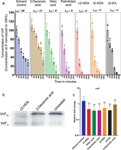 Figure 5. Colonic fatty acids mediate rapid degradation of VirF in S. flexneri.