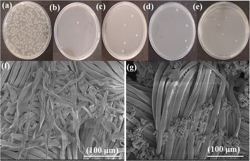 Figure 5. Antibacterial effect of E. coli on (a) Pure cotton, (b) Fabric coated with 20% BT, (c) Washed fabric (20%), (d) Fabric coated with 10% BT, (e) Washed fabric (10%); and SEM images after 24 h Bacteria contact period (f) Pure Cotton, and (g) Washed fabric (10%).