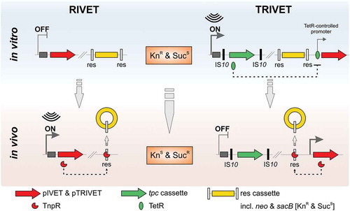 Figure 1. Comparative illustration of RIVET (left) and TRIVET (right) fused to a hypothetical geneX (dark grey) in the ON/OFF scenario of its promotor. Additional chromosomal sequences are highlighted in light gray, the res cassette parts in yellow, the integrated suicide vectors (pIVET and pTRIVET) harbouring tnpR in red, and tetR-phoA-cat (tpc) cassette in green flanked by IS10 sites (black). In case of RIVET, the pIVET suicide vector is integrated into V. cholerae hypothetical geneX via homologous recombination resulting in a merodiploid in which geneX and tnpR (resolvase) are transcriptionally fused and controlled by the chromosomal promotor of geneX. TnpR expression via activation of the geneX promotor results in an irreversible excision of the res cassette marked by a change in the resistance profile of the cell [kanamycin resistant (KnR) and sucrose sensitive (SucS) to kanamycin sensitive (KnS) and sucrose resistant (SucR)]. Thus, resolved strains (loss of the res cassette) can be selected by their ability to grow in sucrose.