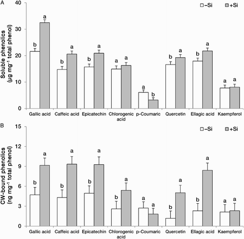 Figure 5. Phenolics profile and concentrations in the soluble (A) (µg mg−1 total phenol) and CW-bound (B) (ng mg−1 total phenol) fractions in the fruit of strawberry (F. × ananassa) plants grown in the absence (–Si) or presence (+Si) of silicon (as Na2SiO4) under greenhouse conditions. Data are mean ± standard deviation (n = 4). Bars indicated by the same letter are not statistically different (t-test, P < .05).