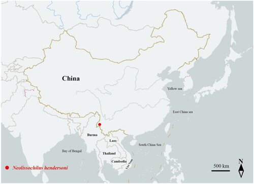 Figure 2. Collection site of Neolissochilus hendersoni in Daying River, Tengchong, Yunnan Province, China (24°36′36″ N, 97°49′12″ E).