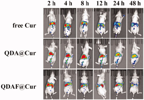 Figure 11. The in vivo fluorescence images of free DiR, QDA@DiR, and QDAF@DiR.