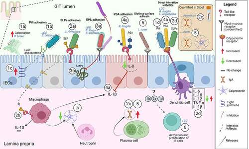 Figure 1. Examples of mode of action of probiotic adhesion factors. The figure shows binding and downstream effects on intestinal epithelial cells (IECs) and immune cells, reported for some probiotics with characterized adhesins. Probiotic pili-mediated adhesion favors a better colonizationCitation34 (1a), direct interaction to the intestinal mucus glycoproteinsCitation35 (1b), increased expression of tight junction-encoding genesCitation36 (1c) and direct interaction to antigen-presenting cells (dendritic cells)Citation37 (1d). SLPs-mediated adhesion through SLPs on bacteria or isolated SLPs occurs through interaction with TLR receptors on IECs (2a) and immune cells (macrophages)Citation23,Citation38,Citation39(2b) possibly this sustains production of fecal IgACitation40(2c). Studies using bacterial mutants of either SLPs or SLPs co-localized molecules show that SLPs trigger antigen-presenting cells (dendritic cells) inducing pro-inflammatory (IL-12, TNF-α, IL-1β) and anti-inflammatory cytokines (IL-6, IL-10)(2d).Citation41–43 Probiotic EPSs-mediated adhesion directly on other bacteria and/or competition for common adhesion sites on the host promotes “competitive exclusion” of pathogens or interferes with probiotic adhesion (3a).Citation44,Citation45 EPSs were shown to protect from innate immune mechanism via AMPs the probiotic LGG after adhesion to IECsCitation46 (3b). PSA on B. fragilis or isolated PSA has been shown to inhibit IL-1β induced inflammation through interaction with TLR2 and 4 on IECsCitation47,Citation48 (4a) and can also directly bind to antigen-presenting cells (dendritic cells) triggering downstream immune responsesCitation49,Citation50(4b). Distinct adhesins in the bacteria cells, not belonging to any of the aforementioned class, could support the sustained effects of L. casei on IgA and calprotectin Citation51–54(5). LGG probiotic triggers immediate adaptive immune response via B cells in humans.Citation13 Although the responsible upstream adhesion factors are not known the immediate effect is most possibly due to adhesion factors (6). The illustrative figure is shown without subdivision of GIT location (i.e. small or large intestine) but regional differences in the GIT immune system are of utmost importance.Citation55 In addition, the figure does not represent all mechanisms investigated by the studies in this review or literature but is meant to illustrate examples. Abbreviations: IECs, intestinal epithelial cells; PSA, polysaccharide A; SLPs, surface layer proteins; EPS, exopolysaccharides; IL, interleukin; IgA, immunoglobulin A; LGG, Lacticaseibacillus rhamnosus GG; AMPs, antimicrobial peptides. Created with BioRender.com.