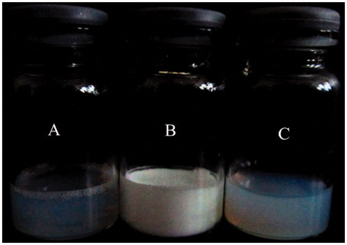 Figure 2. Photographs of Am80-PEG-NLC: (A) fresh-prepared, (B) freeze-dried, and (C) the suspension of freeze-dried powder.