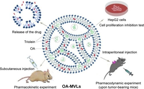 Figure 1 Schematic diagram of the aimed controlled-release drug delivery system made of OA-MVLs for inhibition of hepatocellular carcinoma in vitro and in vivo.Abbreviations: OA-MVLs, oleanolic acid-encapsulated multivesicular liposomes; OA, oleanolic acid.
