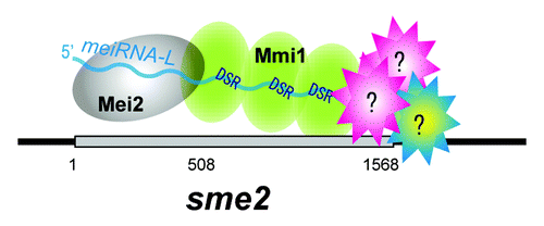 Figure 3. Distinct functional domains of the sme2 transcript. The sme2 RNA transcript can be divided into two distinct domains: the 5′-portion of meiRNA-L, corresponding to meiRNA-S, and the 3′-extended region specific to meiRNA-L. Mei2 protein binds to the 5′-portion of meiRNA-L (meiRNA-S). Mmi1protein binds to DSR motifs, which are concentrated in the 3′-extended region of meiRNA-L. We speculate that as yet unknown proteins may bind to meiRNA-L and play a role in pairing.