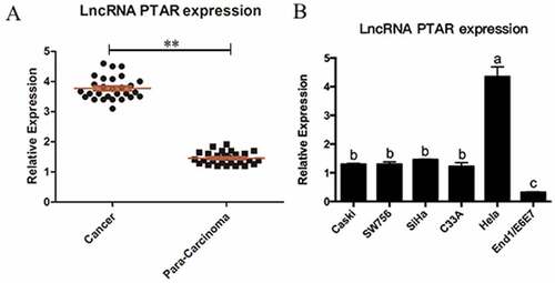 Figure 1. LncRNA PTAR expression was increased in uterine cancer tissues and Hela cell line. (a) Expression of lncRNA PTAR was detected by qRT-PCR and using GAPDH for normalization. The lncRNA PTAR expression in 28 pairs of uterine cancer compared with corresponding para-carcinoma specimens, **P < 0.01 vs Control. (b) PTAR expression was examined by qRT-PCR in uterine cancer cell lines and the normal cervical cell line End1/E6E7. N = 3, Letters indicate P < 0.05 vs Control