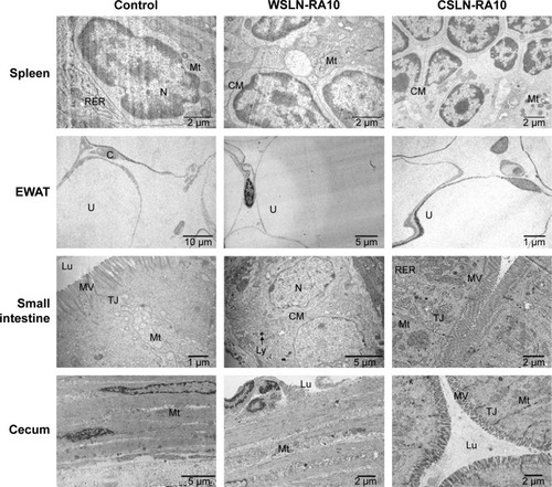 Figure 6 Representative TEM images of spleen, EWAT, small intestine, and cecum tissue samples of rats after 14 d of oral treatments: control (vehicle-treated) rats; rats treated with Witepsol (WSLN-RA10) and with Carnauba (WSLN-RA10) SLN loaded with RA (10 mg/kg bw/d).Abbreviations: AN, adipocyte nucleus; C, capillary; CM, cell membrane; d, days; EWAT, epididymal white adipose tissue; F, fibroblast; Lu, lumen; LY, lysosomes; Mt, mitochondria; MV, microvillus; N, nucleus; RER, rough endoplasmic reticulum; SLN, solid lipid nanoparticles; TJ, tight junctions; U, unilocular adipocyte; TEM, transmission electron microscopy; RA, rosmarinic acid.