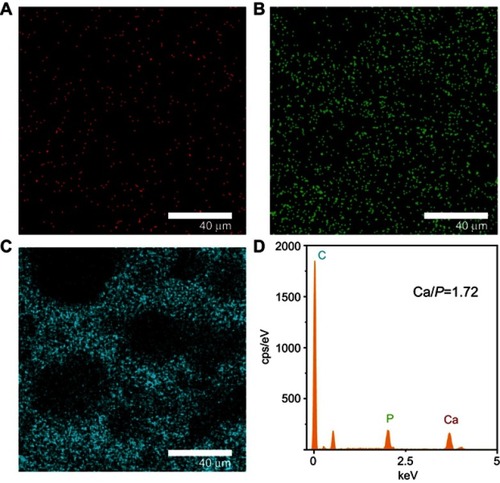 Figure S1 EDS mapping of the cross-section of the M-PLLA/PCL scaffold. (A) Ca elemental distribution. (B) P elemental distribution. (C) C elemental distribution. (D) The quantitative analysis of the elements on the scaffold.Abbreviations: EDS, electron dispersive spectrometry; PLLA, poly(l-lactic acid); PCL, poly(ε-caprolactone).