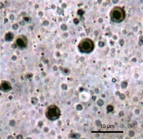 Figure 1 Optical microscopy of elastic liposomes (F7) at a 1,000× magnification.