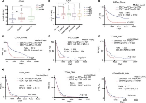 Figure 2 CDK7 is a prognostic marker of glioma and GBM.Notes: (A,B) Box plots of CDK7 expression levels in glioma or GBM samples from CGGA (A) or TCGA (B) databases. P-values were determined by Two-tailed Student’s t-test. *P<0.05, **P<0.01***P<0.001. (C–I) Kaplan–Meier plots showing OS or PFS rate in CGGA_Glioma, CGGA_GBM, TCGA_GBM or CGGA and TCGA combined cohorts comparing CDK7-high (red) vs CDK7-low (blue) patients. Median survival days, ratio, and 95% CI were shown.Abbreviations: CGGA, Chinese Glioma Genome Atlas; GBM, glioblastoma multiforme; OS, overall survival; PFS, progression-free survival; TCGA, The Cancer Genome Atlas.